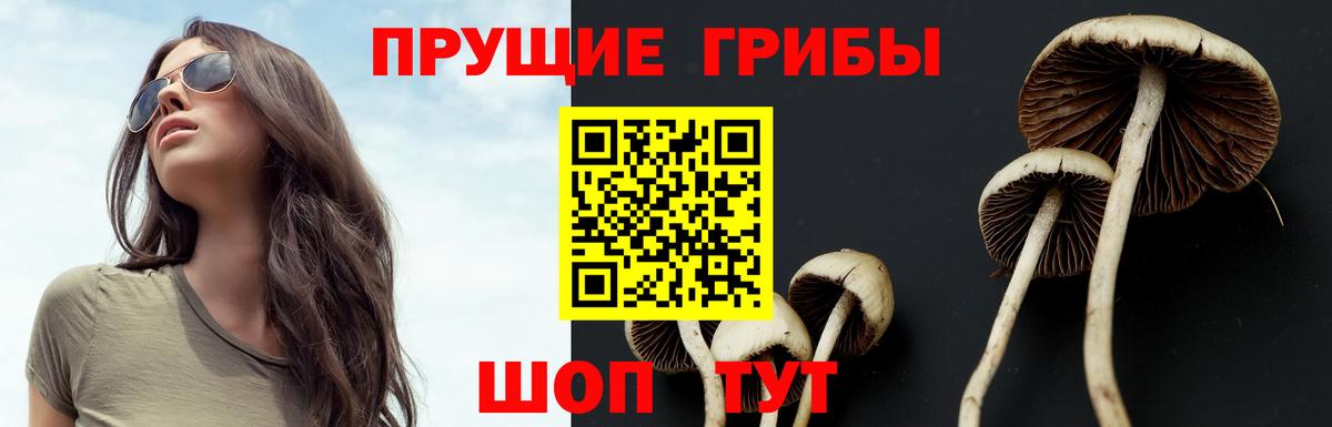 Псилоцибиновые грибы мухоморы  где можно купить   Майкоп  Вход с VPN 